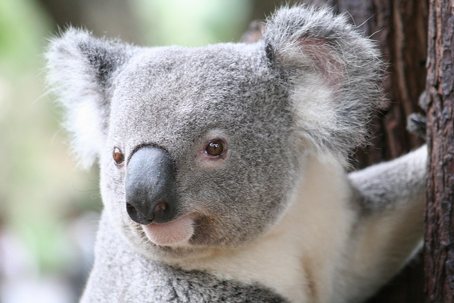 Koala at Lone Pine Koala Sanctuary