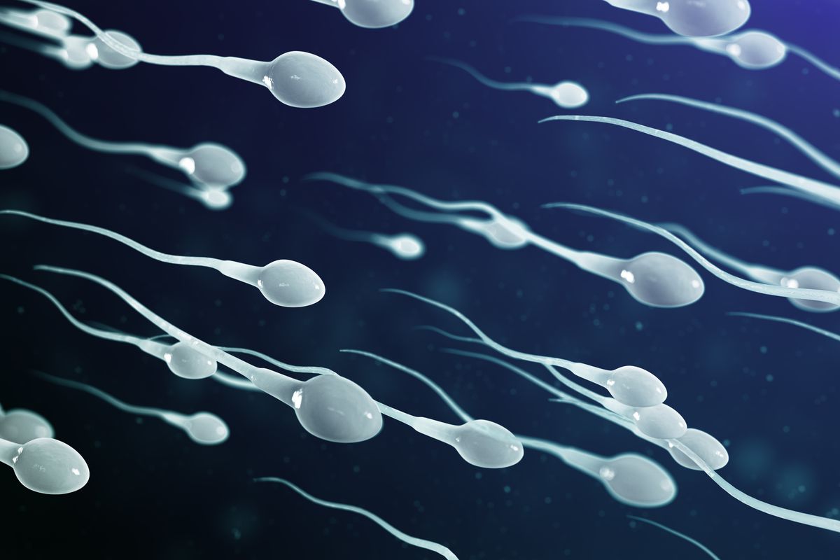 Experts In The Field Answer 4 Questions Men Have Regarding Sperm Health