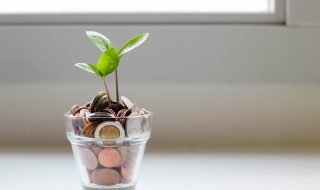 green plant in a pot of coins