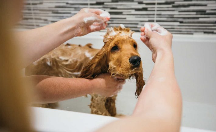 showering a puppy