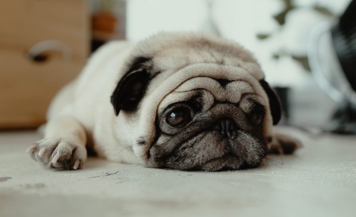 resting pug puppy on the floor