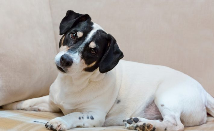 a curious black and white dog