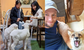 Animal Cafes in South Korea